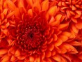 /album/fotogaleria-primer-circulo/chrysanthemum-jpg/